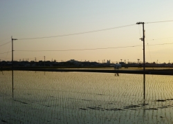 暮れ始める田園の風景