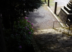 石段と紫陽花