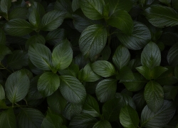 紫陽花の葉の重厚