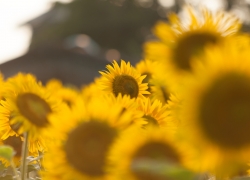 暮れ色に燃える