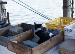 港によくある情景