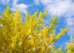 銀杏の空