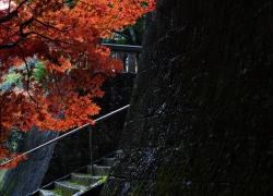 雨と紅葉
