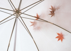 雨傘と紅葉
