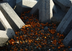 続・腐ったミカンの方程式