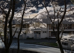 桜の風景と拗ねたカメラ