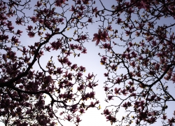 紫木蓮は忘れがち