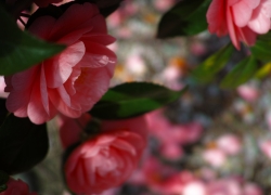 惹かれる花びら