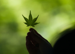 新緑の欠片を拾う