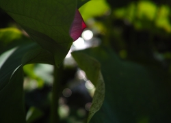 時差惚け その弐