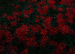 なけなしの収穫