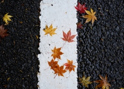 濡れ落ち葉は楽し