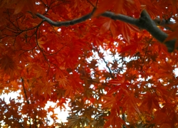 ノムラモミジの紅色