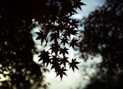 ひと房のシルエット