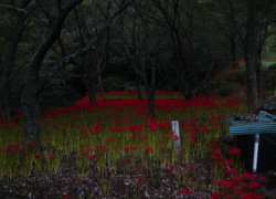 雨女と曼珠沙華の谷