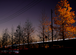 街路樹の夕景色