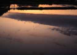 夕景は水田を染める