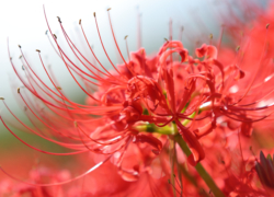 曼珠沙華はじまる
