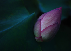 撮り損ねの回想