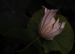 枯れかけの叙情