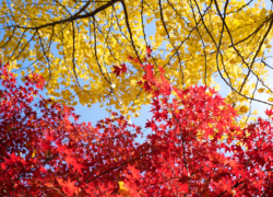 秋空は欲張りの方がいい