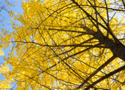 見上げる空には爽やかな光