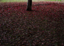 落ち葉を愛でる