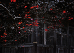 枝振りを楽しむ