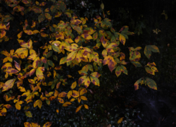 色変わりの表情