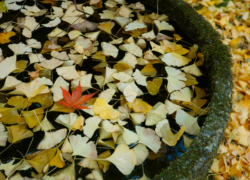 石桶に落ち葉溜まり