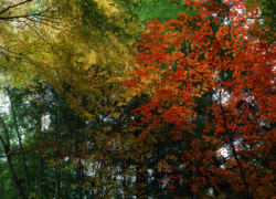 秋色のキャンバス