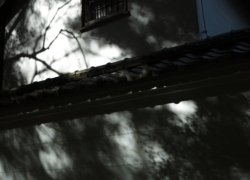 白壁のざわめき