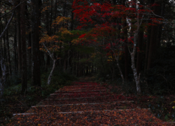 参道は異世界の様相