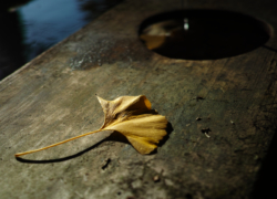 手水舎のひとひら