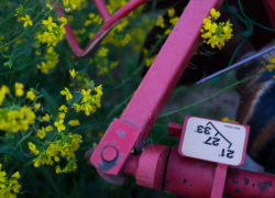 廃農機と菜の花の色
