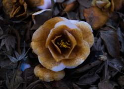 落椿は朽ちゆきて