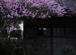 廃屋と彩り