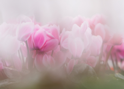 シクラメンの虜