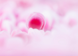 シクラメンと戯れる午後