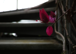 ワインレッドの印象