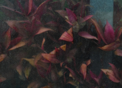 閉じ込められた世界　其の壱