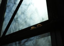 ブーゲンビリアは枯れ落ちて