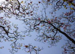 紫木蓮は花を落として