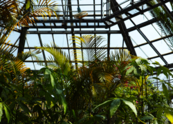 小さなジャングル