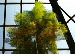 魅惑のシダ植物