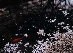 夜さりつ方になりぬれば