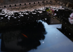 桜散る静寂の泉