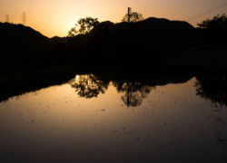 水田は輝きを映して