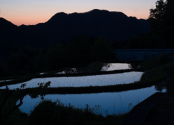 薄暮に染まる棚田の情景