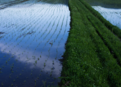 水田は空色に染まる